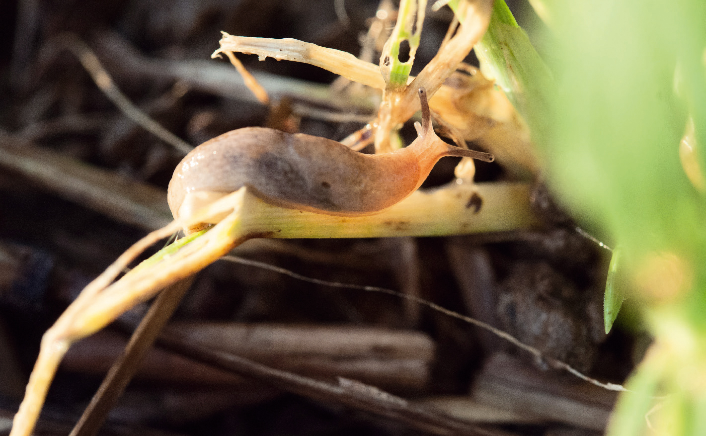 Adulte de Deroceras reticulatum, la limace grise. C'est l'espèce la plus répandue en France, notamment dans les grandes cultures et sur légumes de plein champ. À l'automne 2013, on a pu constater dans certains sites la destruction de jeunes cultures, en particulier de colza. Photo : A. Chabert