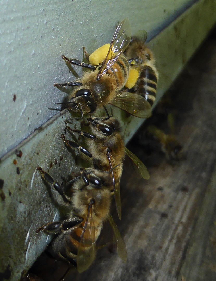 Les abeilles domestiques ont été comptées dans les parcelles de maïs et maïs doux en fleur, après vérification de leur activité à la ruche même. Photo : Arvalis-Institut du végétal