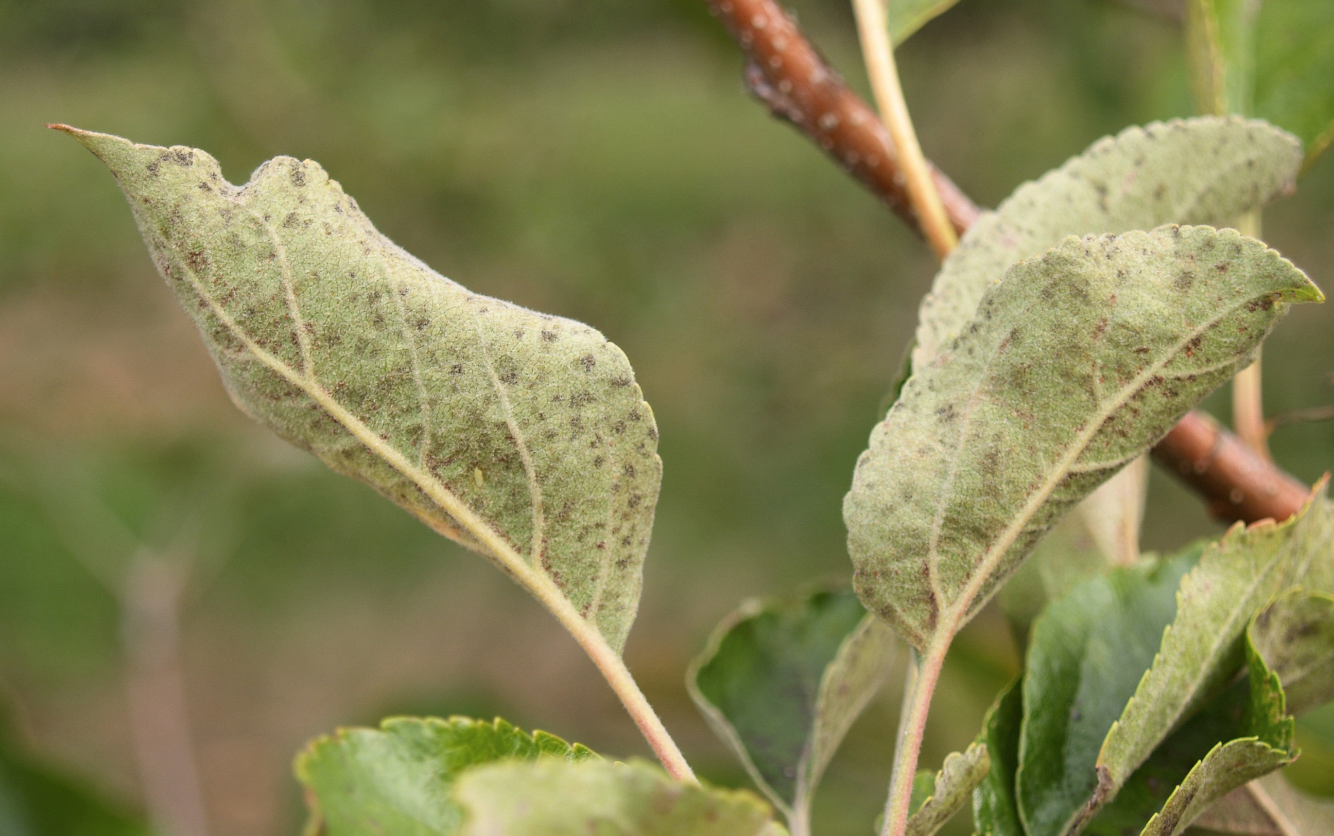  Photo : symptôme de tavelure sur feuilles de pommier - Inra Gotheron.