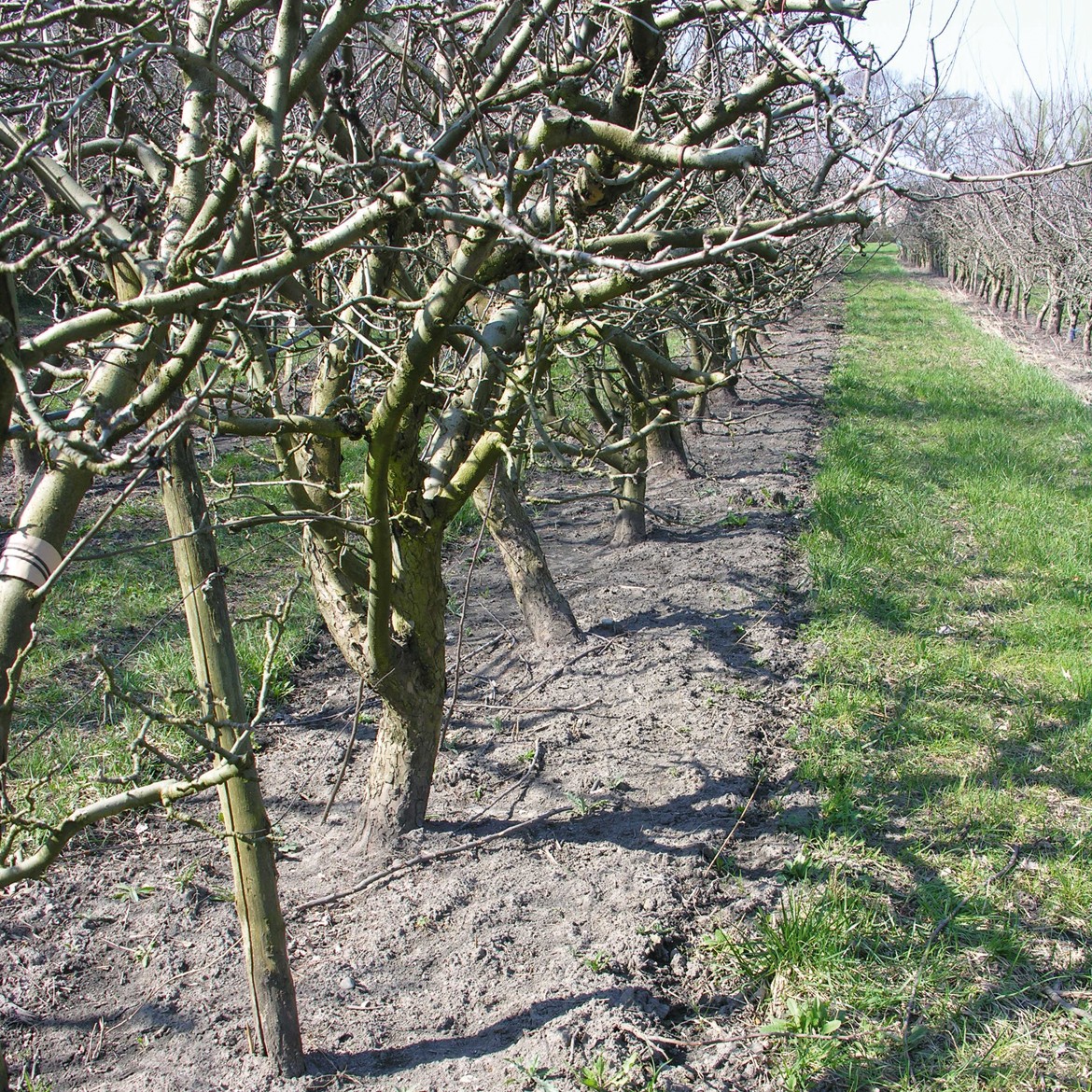 5. Différence de disponibilité en pommes en hiver entre un verger conventionnel (photo 4) et un verger en agriculture biologique (photo 5) dans le sud-est de la France.  Photo : J.-C. Bouvier