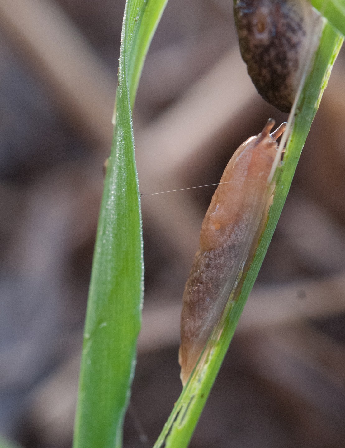 Deroceras reticulatum sur blé. Les cultures d'hiver (céréales d'hiver) semblent favoriser les populations de limaces davantage que les cultures de printemps. Photo : A. Chabert