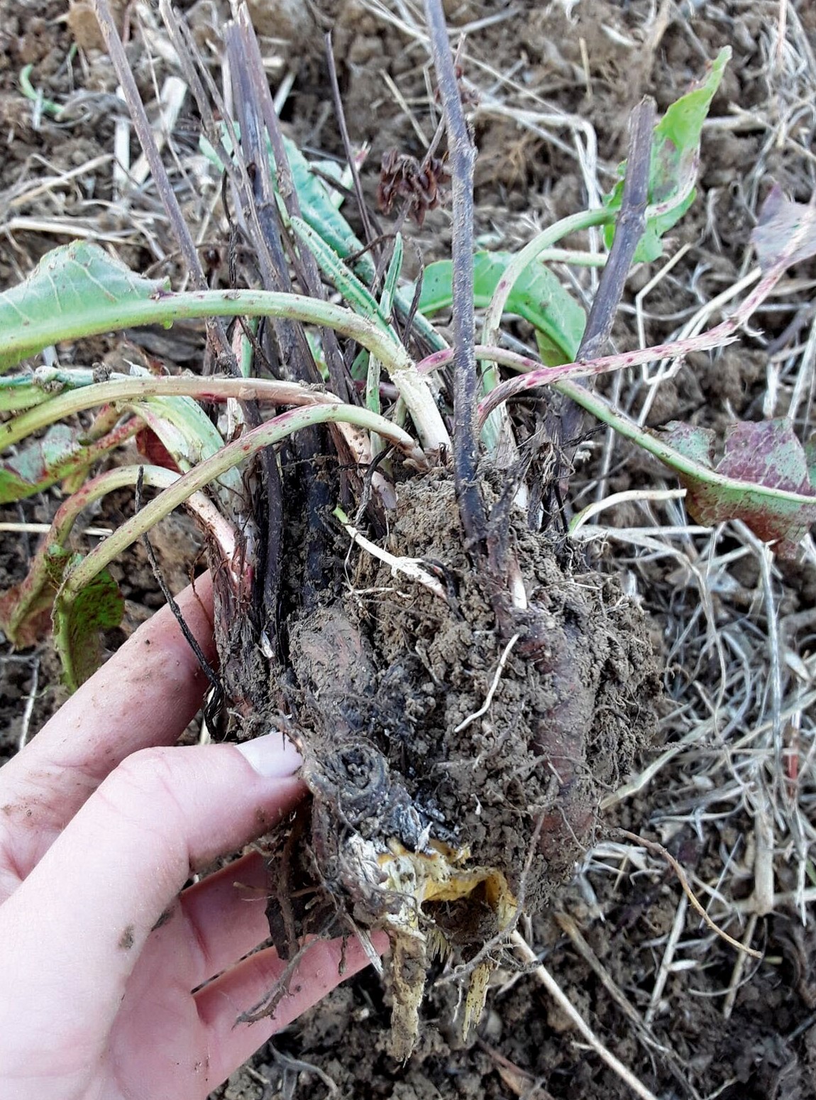  1. Rumex extrait du sol à la suite d'un passage de déchaumeur à ailettes à 8 cm. 2. Parcelle de blé infestée, au printemps. 
