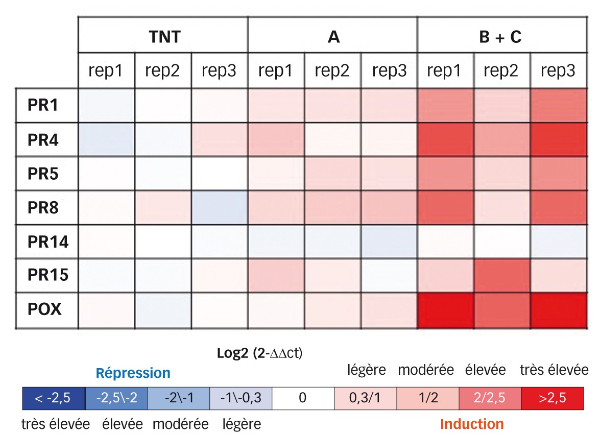 Fig. 4 : Carte de densité de l'expression des gènes marqueurs de défenses de type PR (Pathogenesis-Related protein) et péroxydase (POX) obtenue à partir d'échantillons de blé prélevés au champ      Modalités : A = soufre. B + C = soufre + phosphonates. TNT = témoin non traité. 
