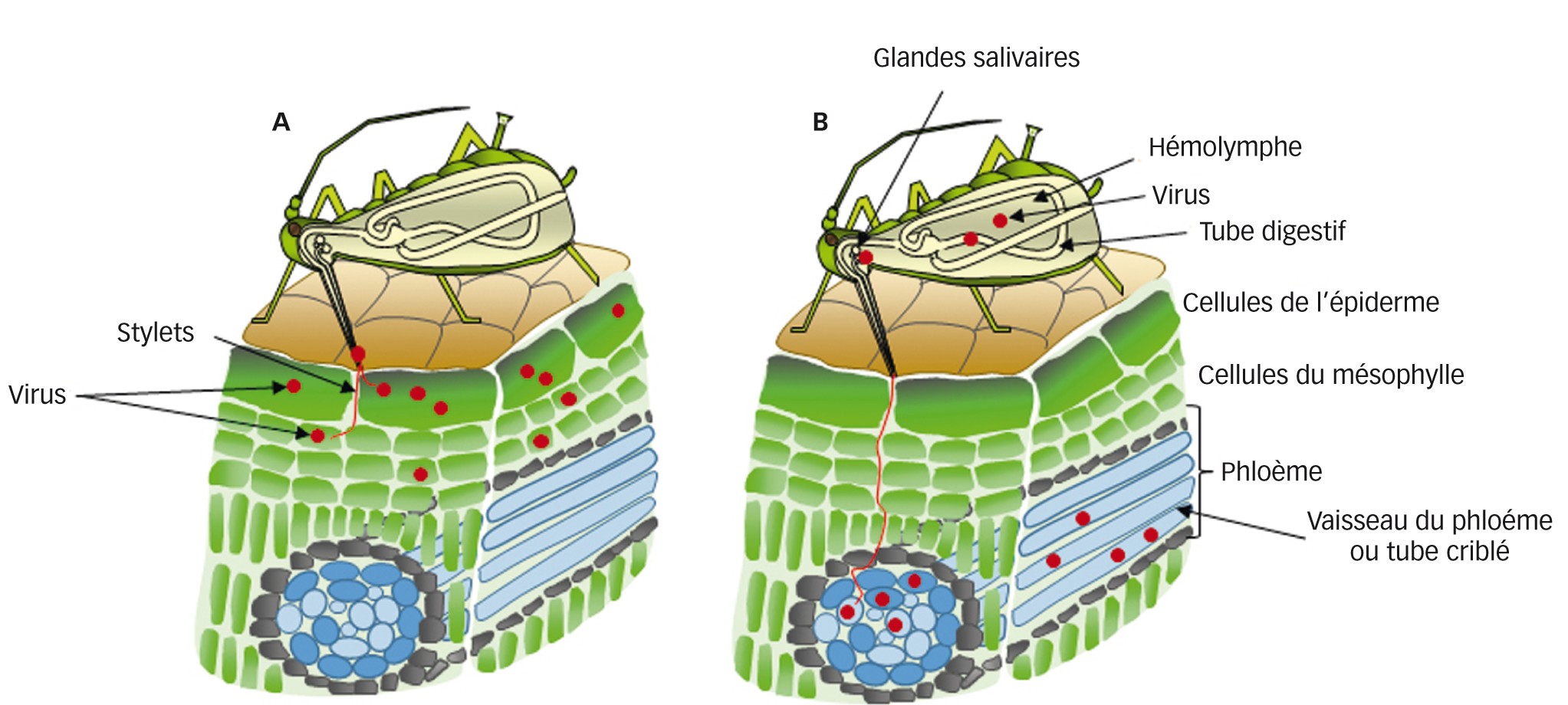 Fig. 1 : Les deux modes de transmission des virus par les pucerons      A. Transmission non persistante non circulante (NP/NC). Les virus sont acquis lors des piqûres d'essai du puceron au niveau des cellules de l'épiderme ou du mésophylle. Les particules virales sont ensuite retenues au niveau des stylets puis, lors des piqûres d'essai sur une autre plante, également inoculées dans les cellules de l'épiderme et du mésophylle.       B. Transmission persistante circulante (P/C). Les virus sont acquis des vaisseaux du phloème (tubes criblés) lors de l'ingestion de sève par un puceron. Dans le puceron, ils traversent les cellules intestinales du tube digestif pour se retrouver dans l'hémolymphe, puis ils atteignent les cellules des glandes salivaires et sont inoculés dans une nouvelle plante avec la salive, lorsque le puceron insère ses stylets dans les cellules du phloème. 