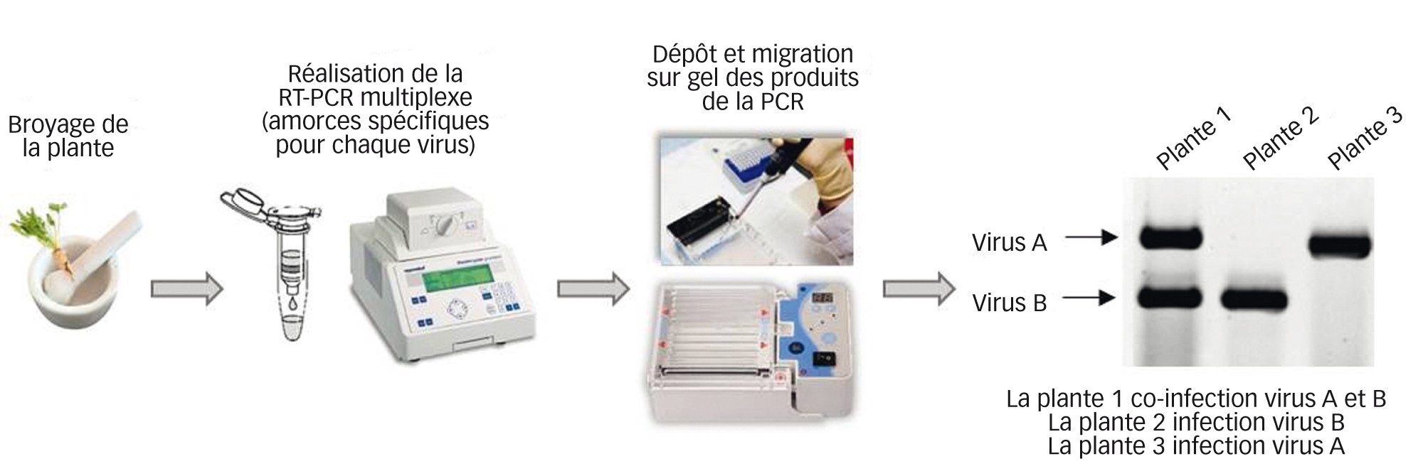 Fig. 3 : Détection des virus responsables des jaunisses par une technique moléculaire, la RT-PCR multiplexe      La technique de RT-PCR (Reverse Transcription-Polymerase Chain Reaction) consiste à amplifier une partie du génome de chaque virus recherché et utilisant de courtes séquences nucléotidiques (amorces) spécifiques de chaque virus. En mélangeant les différentes amorces qui reconnaissent chacun un virus, il est possible au sein d'une réaction unique d'identifier plusieurs virus dans un même échantillon. 