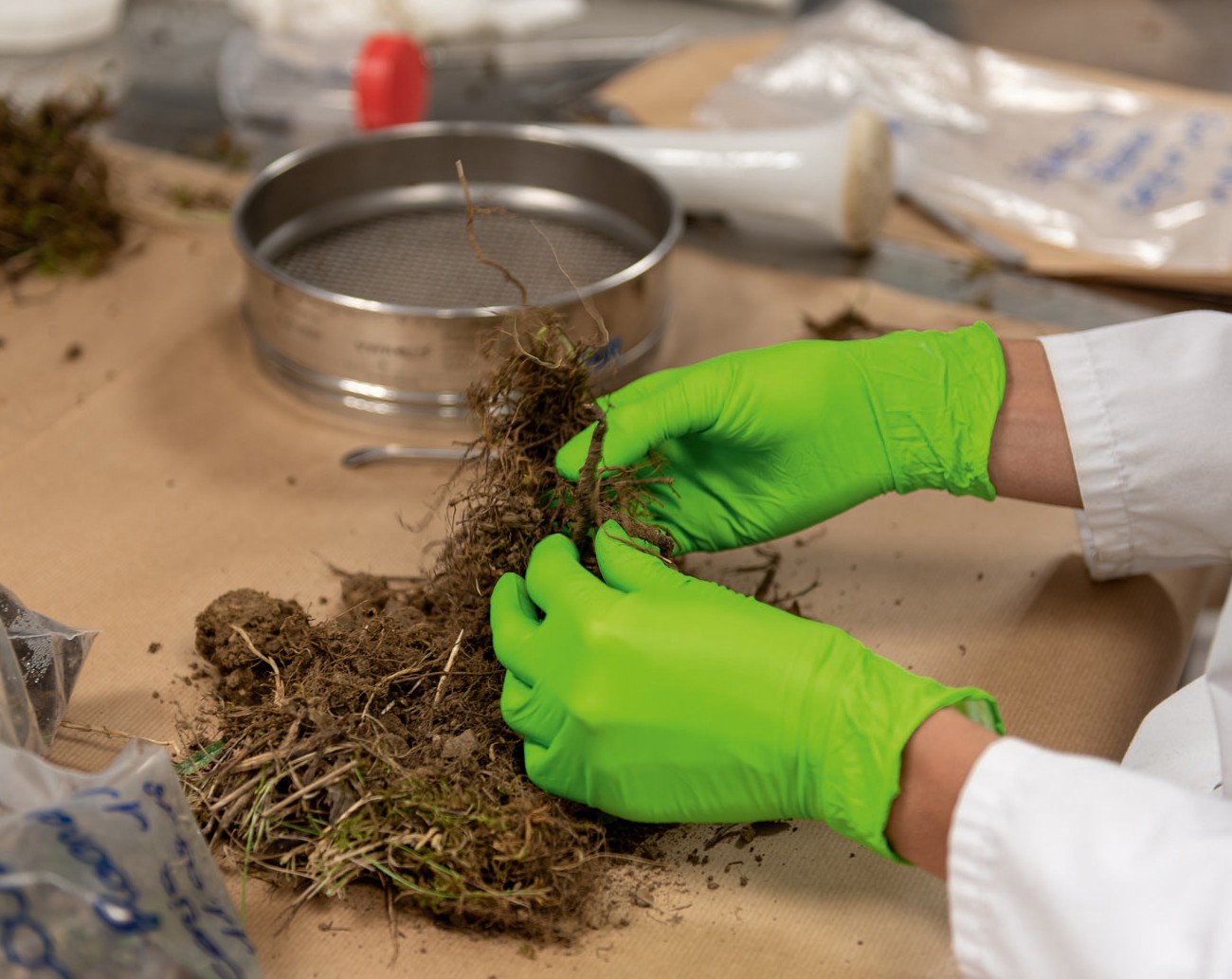 Préparation des échantillons de sol et racines pour la conservation à ultra-basse température. Plateforme Genosol dans l'UMR d'agroécologie. Dijon, 12 septembre 2019. Photo : C. Maitre - Inrae