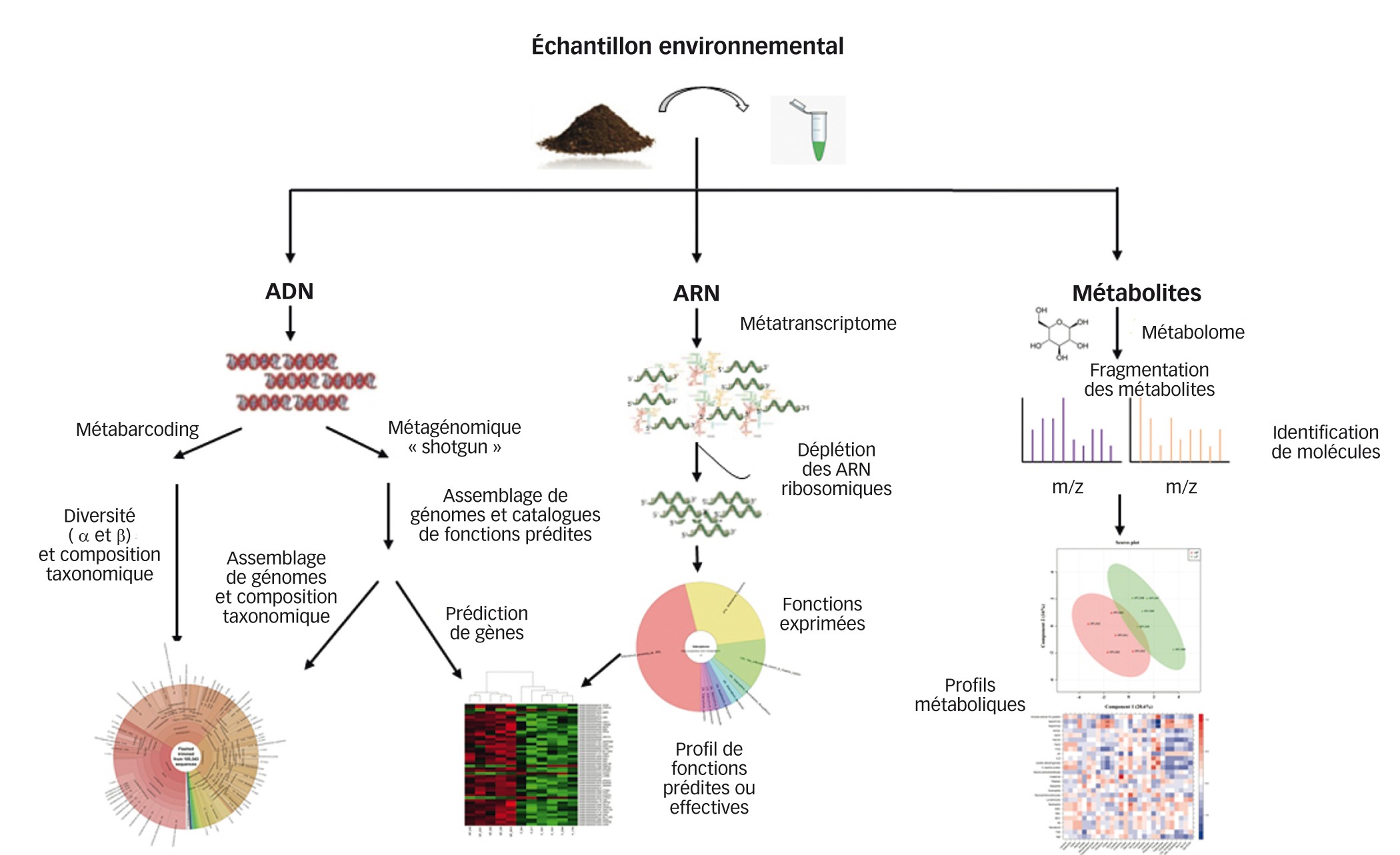 Fig. 2 : Outils moléculaires et méthodes pour l'étude des microbiotes - composition taxonomique, fonctions exprimées et molécules secrétées 