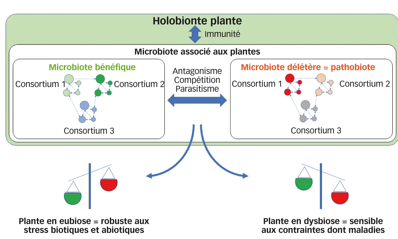 Fig. 3 : La santé de la plante dépend des équilibres mis en place au sein du microbiote  