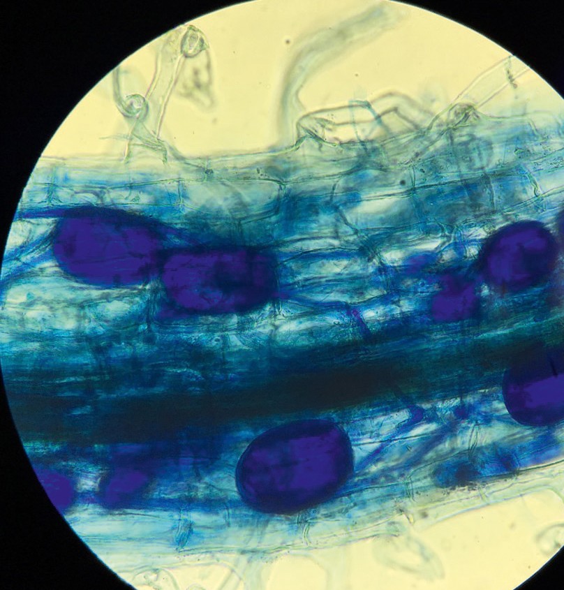 3. Symbiose mycorhizienne : racine d'orge (Hordeum vulgare) colonisée par Rhizophagus irregularis. 