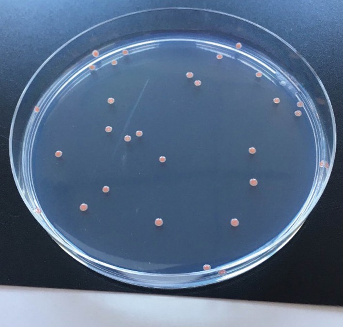 Colonies sur milieu gélosé de deux micro-organismes biostimulants : 4. Bacillus sp. 5. Methylobacterium sp.  
