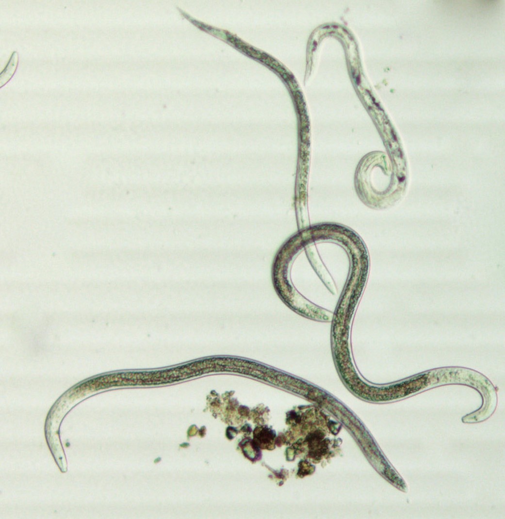 Microscopiques (un peu moins de 1 mm de long et quelques dizaines de microns de diamètre), les nématodes représentent quatre organismes pluricellulaires sur cinq présents sur Terre ! La majorité de ces organismes sont bénéfiques au fonctionnement biologique des sols. Photo : C. Villenave