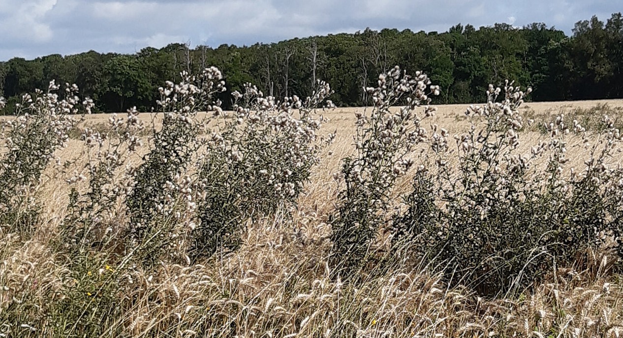 Le chardon des champs Cirsium arvense, bête noire des agriculteurs. Photo : A. Fougeroux